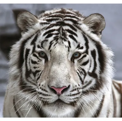 Белый тигр | Majestic animals, Albino animals, Pretty animals