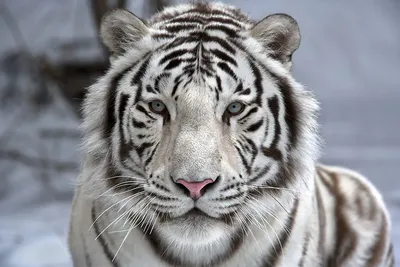 Красивый белый тигр лежит на …» — создано в Шедевруме