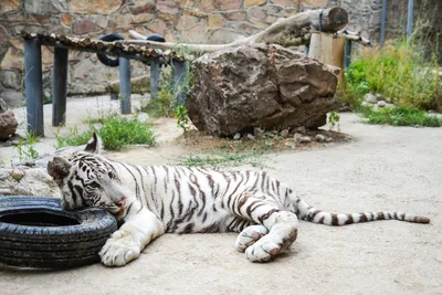 Самка белого тигра | Пикабу
