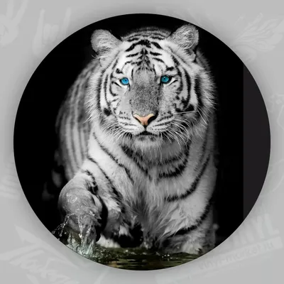 Белый тигр с синими глазамм в …» — создано в Шедевруме