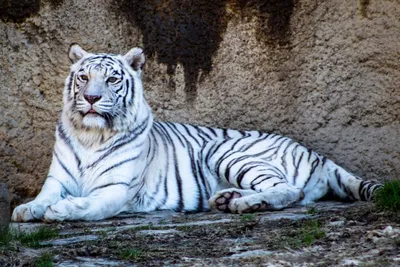 Белый тигр в лесе стоковое фото. изображение насчитывающей развилки -  31112276