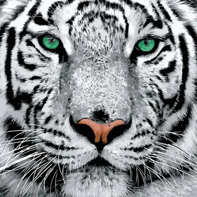Два Белых Тигра — стоковые фотографии и другие картинки Белый тигр - Белый  тигр, Белый фон, Альбинос - iStock