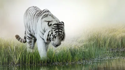 Белые тигры (24 фото) » Клопик.КоМ