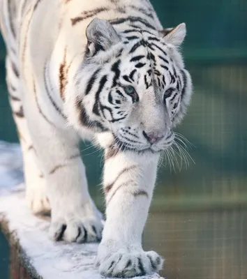 В Московский зоопарк привезли белого тигра - KP.RU