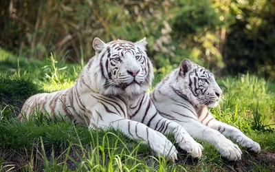 Детское Время\" M4126B Фигурка животного Белый тигр (рычит) купить за 459,00  ₽ в интернет-магазине Леонардо