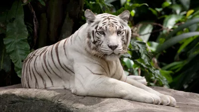 Белый тигр стоит на траве возле озера - Животные и звери