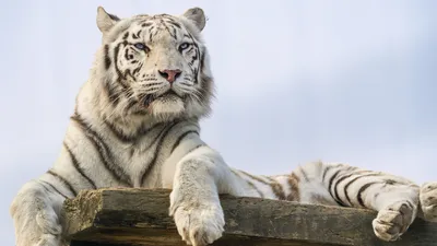 белый тигр показывает язык смешное фото животных в зоопарке Стоковое  Изображение - изображение насчитывающей млекопитающее, черный: 224313185