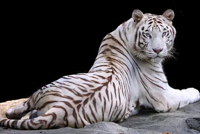 Felidae Lion Белый тигр Бенгальский тигр, лев, млекопитающее, животные,  кошка png | Klipartz