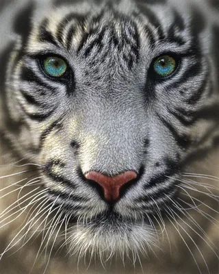 Белый тигр Кот Бенгальский тигр, Кот, белый, млекопитающее, животные png |  PNGWing