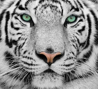 Скачать 3840x2160 белый тигр, тигр, хищник, большая кошка, животное, дикий  обои, картинки 4k uhd 16:9