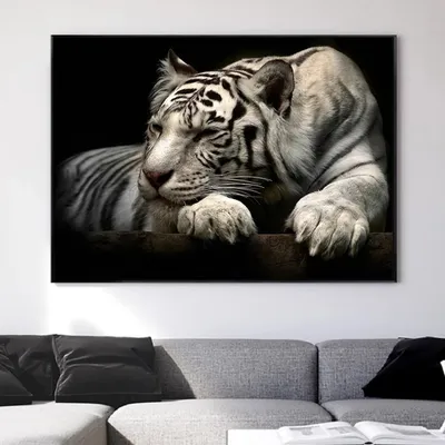 Фото тигр белые Животные Черный фон
