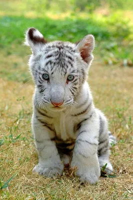 Белый тигр животного с голубыми глазами - картинки и фото poknok.art
