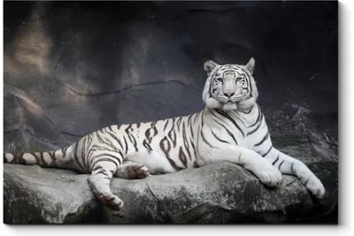 Картина с тигром \"Белый тигр\" на чёрном фоне на холсте купить в  интернет-магазине Ярмарка Мастеров по цене 18000 ₽ – SCZ9ABY | Картины,  Москва - доставка по России