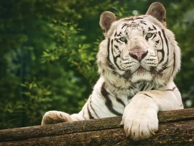 Белый тигр — Фото №267649