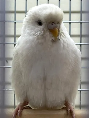 Белый волнистый попугай фото фото