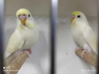 Подскажите пожалуйста.мои белый попугай самка или самец? - Форумы о попугаях