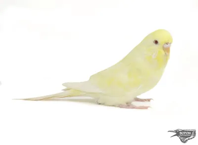 Попугаи волнистые на белом :: Стоковая фотография :: Pixel-Shot Studio