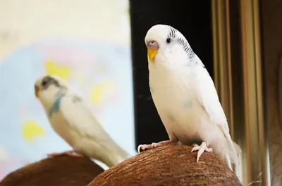 Попугай волнистый попугайчик сидел на пальце, изолированном на белом |  Премиум Фото