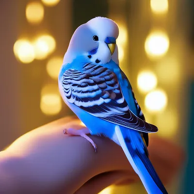 Волнистый попугай белые птенчики ручные и ласковые: 625 грн. - Птицы  Запорожье на Olx