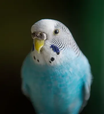 Как содержать волнистого попугая в домашних условиях - Птицы обзор на  Gomeovet