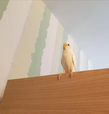 Белый волнистый попугайчик с голубой…» — создано в Шедевруме