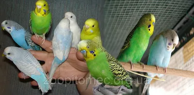 Голубые и желтые волнистые попугаи поют друг за другом, Stock Footage  Включая: птица и волнистый попугайчик - Envato Elements