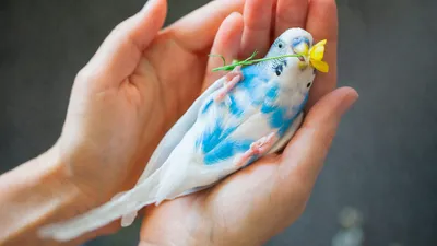 Волнистый попугай белый - 68 фото