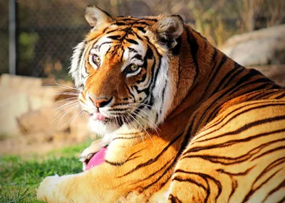 Бенгальские тигры: 7 мест обитания тигров в дикой природе. | Журнал  натуралист | Дзен