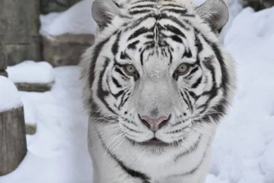 В зоопарке Барнаула показали новорождённых белых бенгальских тигрят ::  Новости :: ТВ Центр
