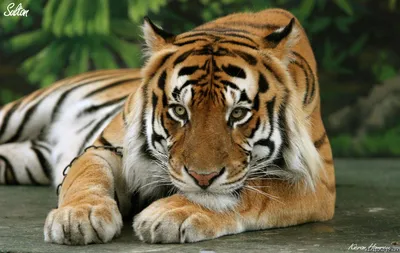 Зима, бенгальский тигр, бенгальские …» — создано в Шедевруме