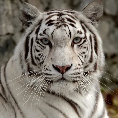 Нарезать картинку на нужный размер с тегами бенгальские тигры, пара, лежат,  трава, белые, тигры