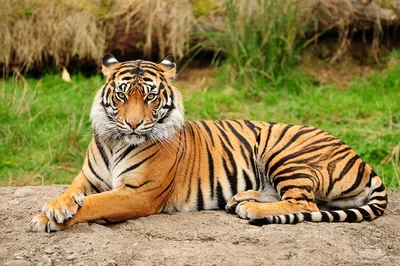 Фигурка Safari Ltd Белый бенгальский тигр за 1,230 руб – купить в  интернет-магазине КуклаДом в Москве и России, отзывы