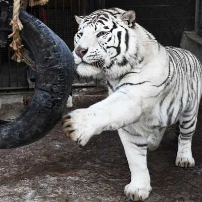 Почему белым тиграм следует исчезнуть (Slate, США) | 18.01.2022, ИноСМИ