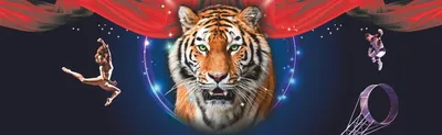 В зоопарк Крыма привезли пять редких бенгальских тигров - РИА Новости,  18.12.2023