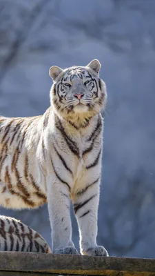 Амурский и бенгальский тигры в зоопарке \"Роев ручей\" | РИА Новости Медиабанк