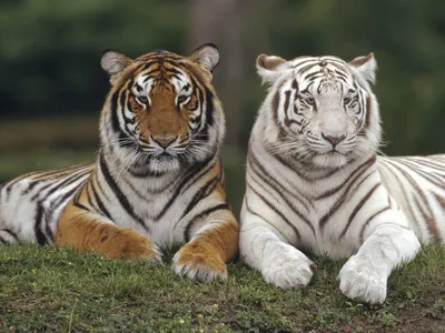Скачать 938x1668 бенгальские тигры, тигры, животные, хищники, белый обои,  картинки iphone 8/7/6s/6 for parallax