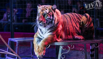 Бенгальские тигры в Истре: Минэкологии и Росприроднадзор устанавливают  обстоятельства появления экзотических животных в Подмосковье