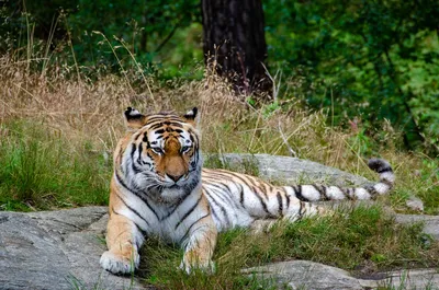 Бенгальские тигры решили поиграть и изувечили вырастившую их смотрительницу