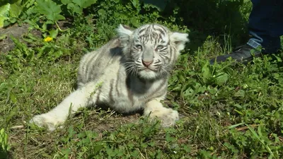Бенгальский тигр — Зоопарк Садгород