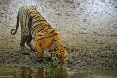 Полосатый батя»: бенгальские тигры в Индии становятся похожими на львов |  Заметки о животных | Дзен