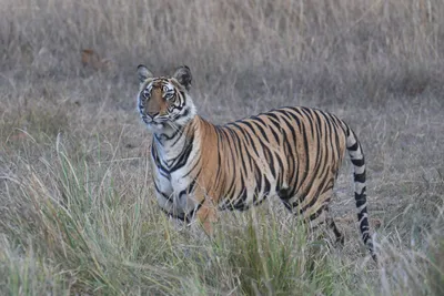 Полосатый рейс: по дороге в Уфу бенгальские тигры попали в переделку - KP.RU