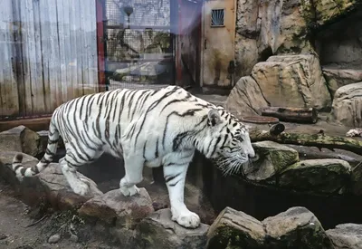 Тигры Маяк и Фифа из барнаульского зоопарка стали родителями: мы сделали из  их фото подборку мемов - 14 ноября 2023 - ngs22.ru