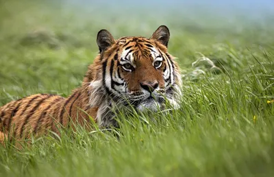Бенгальский тигр (белая вариация) — Panthera tigris tigris (var. Alba)