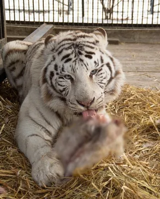 Характер полосатых: как живут амурские и бенгальские тигры в  екатеринбургском зоопарке: Общество: Облгазета