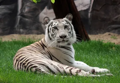 бенгальский тигр (Тигры) · iNaturalist