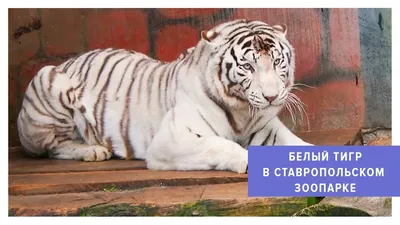 Купить Пазлы EDUCA: «Белые Бенгальские Тигры» 1000 Эл (14808)
