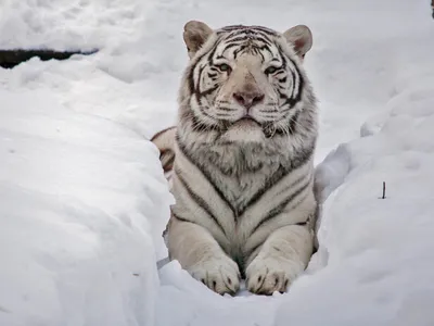 Старожил Новосибирского зоопарка. Бенгальский тигр Зао отметил 17-летие |  Sobaka.ru