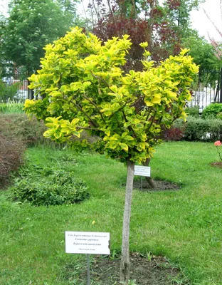 MW0111638, Euonymus maackii (Бересклет Маака), specimen