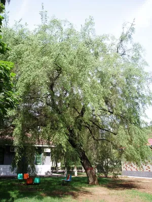 Бересклет Маака / Hamilton's spindletree (лат. Euónymus maáckii) |  Deciduous trees, Eastern redbud, Shade trees