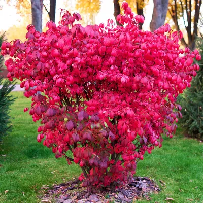 MW0111645, Euonymus maackii (Бересклет Маака), specimen